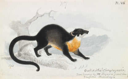 Charles Hamilton Smith Mammal Illustrations Set 1 [48 Images]
