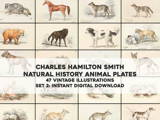 Charles Hamilton Smith Mammal Illustrations Set 2 [47 Images]