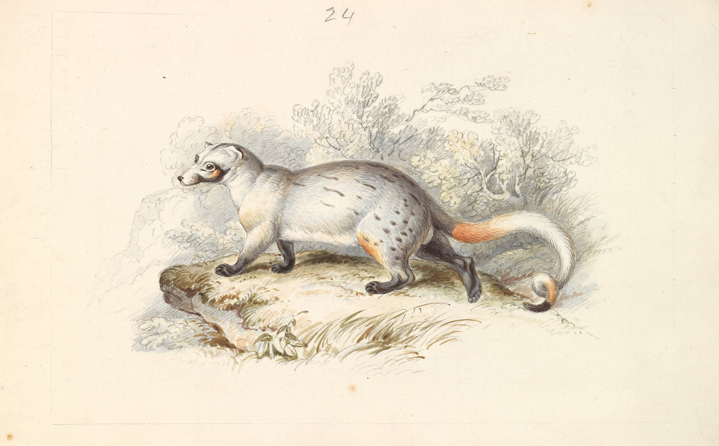 Charles Hamilton Smith Mammal Illustrations Set 2 [47 Images]