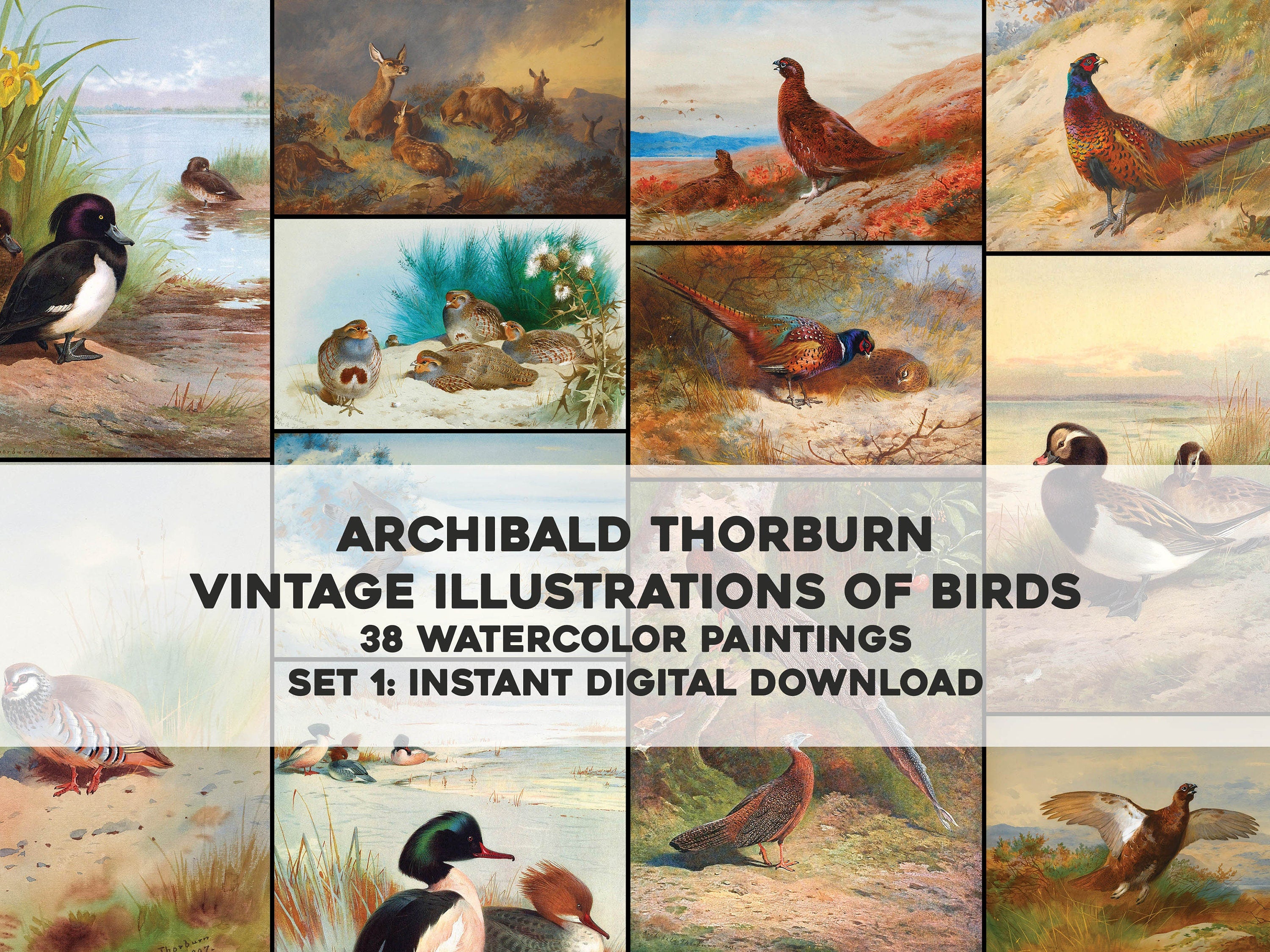 Archibald Thorburn Bird Illustrations Set 1 | Bird Images - CleanArchives