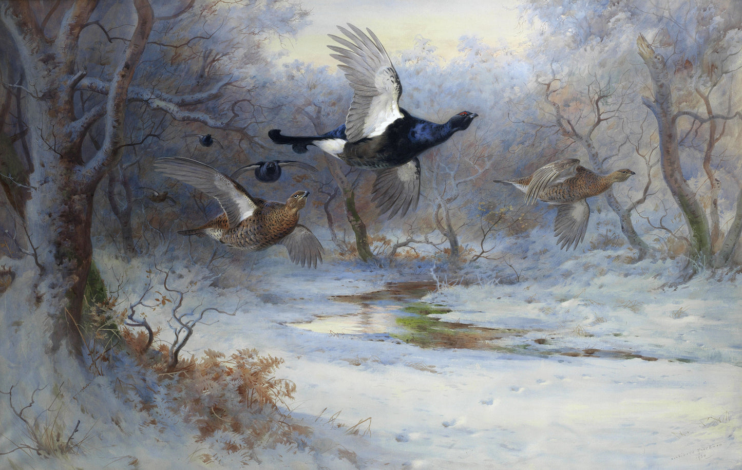 Archibald Thorburn Game Birds, Water Fowl, Birds of Prey Set 1 [38 Images]