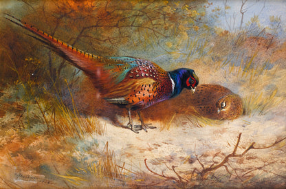 Archibald Thorburn Game Birds, Water Fowl, Birds of Prey Set 1 [38 Images]