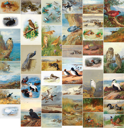 Archibald Thorburn Game Birds, Water Fowl, Birds of Prey Set 3 [38 Images]