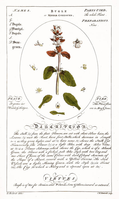 Botanicum Medicinale Whitened Set 1 [55 Images]