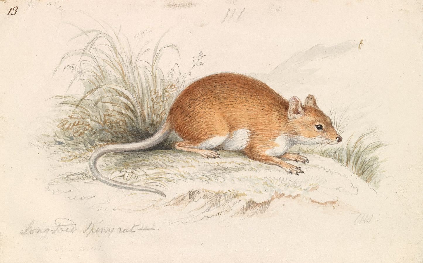 Charles Hamilton Smith Mammal Illustrations Set 1 [48 Images]