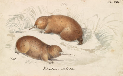 Charles Hamilton Smith Mammal Illustrations Set 1 [48 Images]