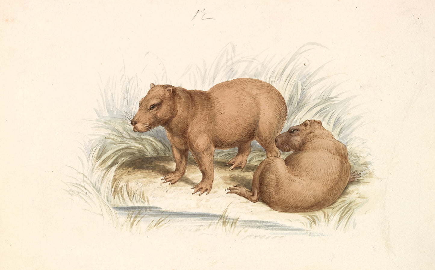 Charles Hamilton Smith Mammal Illustrations Set 2 [47 Images]