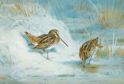 Archibald Thorburn Game Birds, Water Fowl, Birds of Prey Set 2 [38 Images]