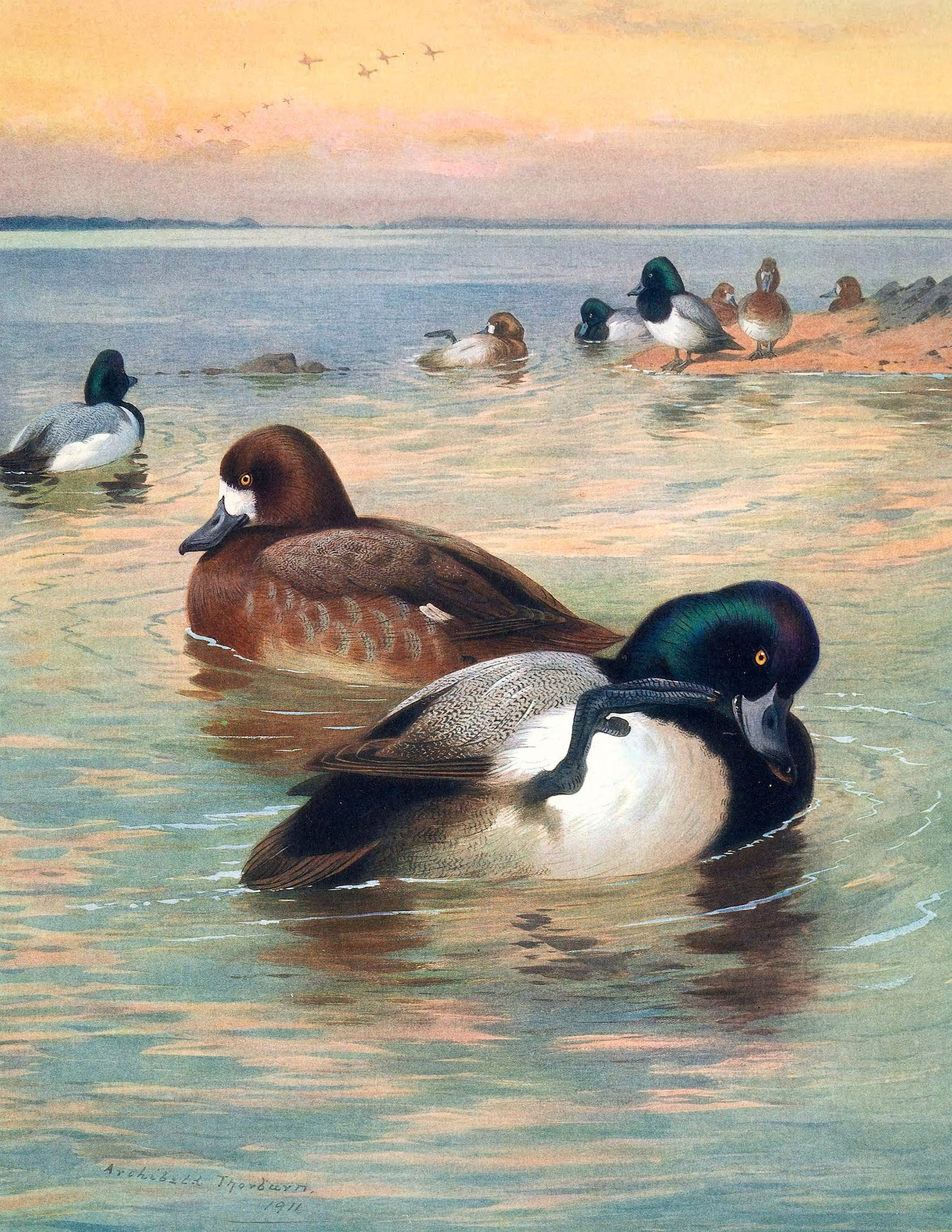 Archibald Thorburn Game Birds, Water Fowl, Birds of Prey Set 2 [38 Images]