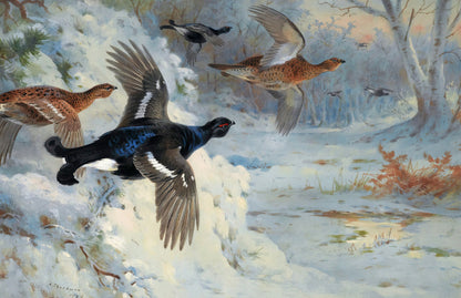 Archibald Thorburn Game Birds, Water Fowl, Birds of Prey Set 3 [38 Images]