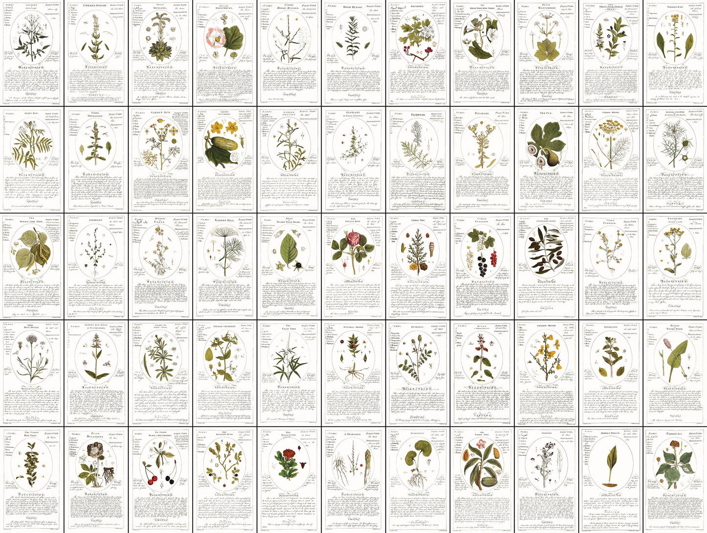 Botanicum Medicinale Whitened Set 1 [55 Images]