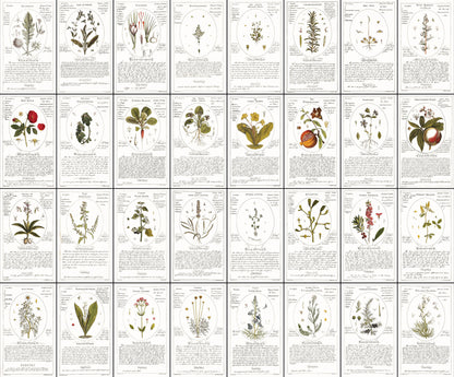 Botanicum Medicinale Whitened Set 2 [56 Images]