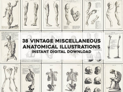 Anatomy Improved and Illustrated for Designing [42 Images]