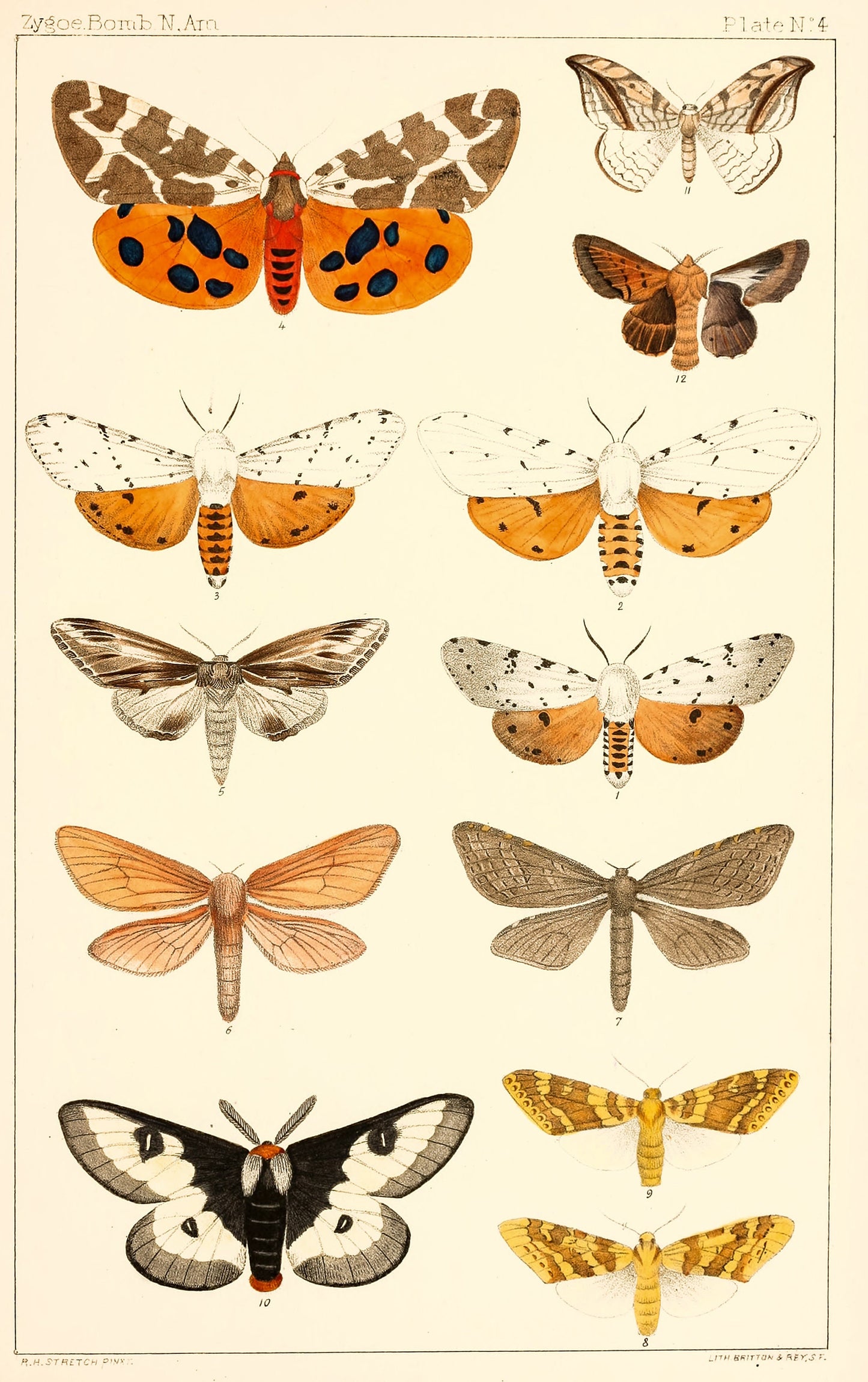 Illustrations of the Zyaeniae & Bombyciae of North America [10 Images]