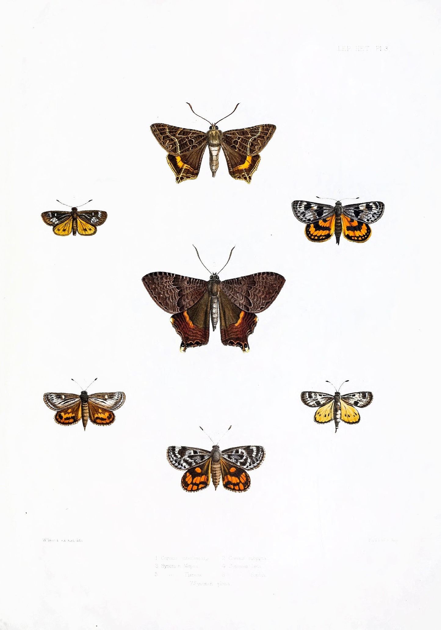Illustrations of Typical Specimens of Lepidoptera Heterocera [20 Images]