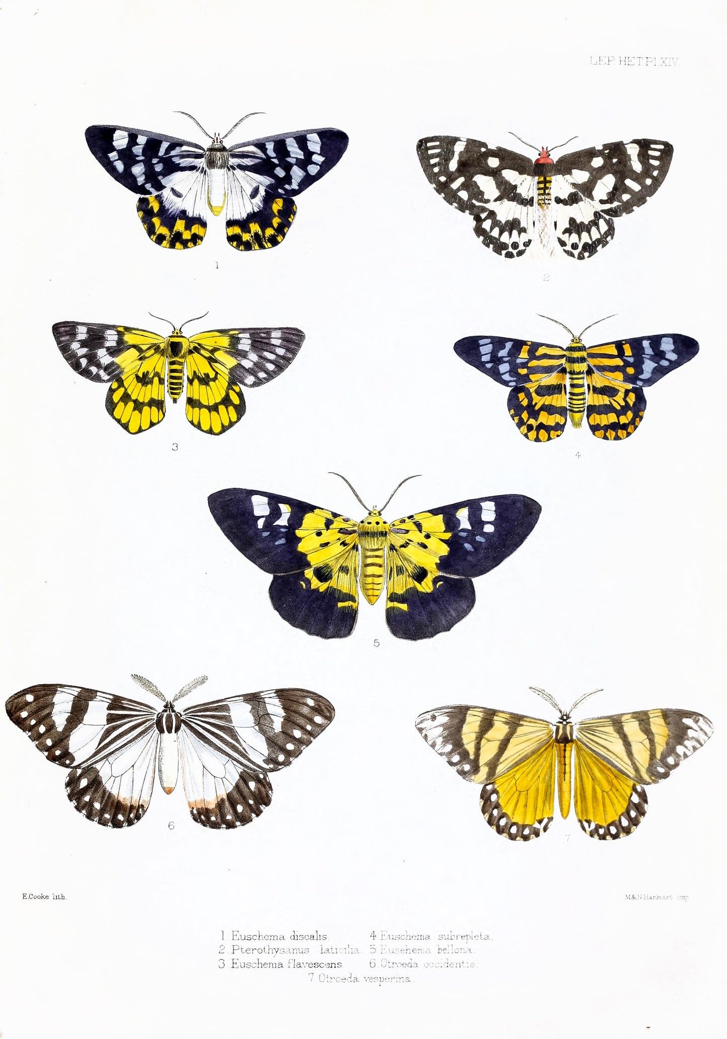 Illustrations of Typical Specimens of Lepidoptera Heterocera [20 Images]