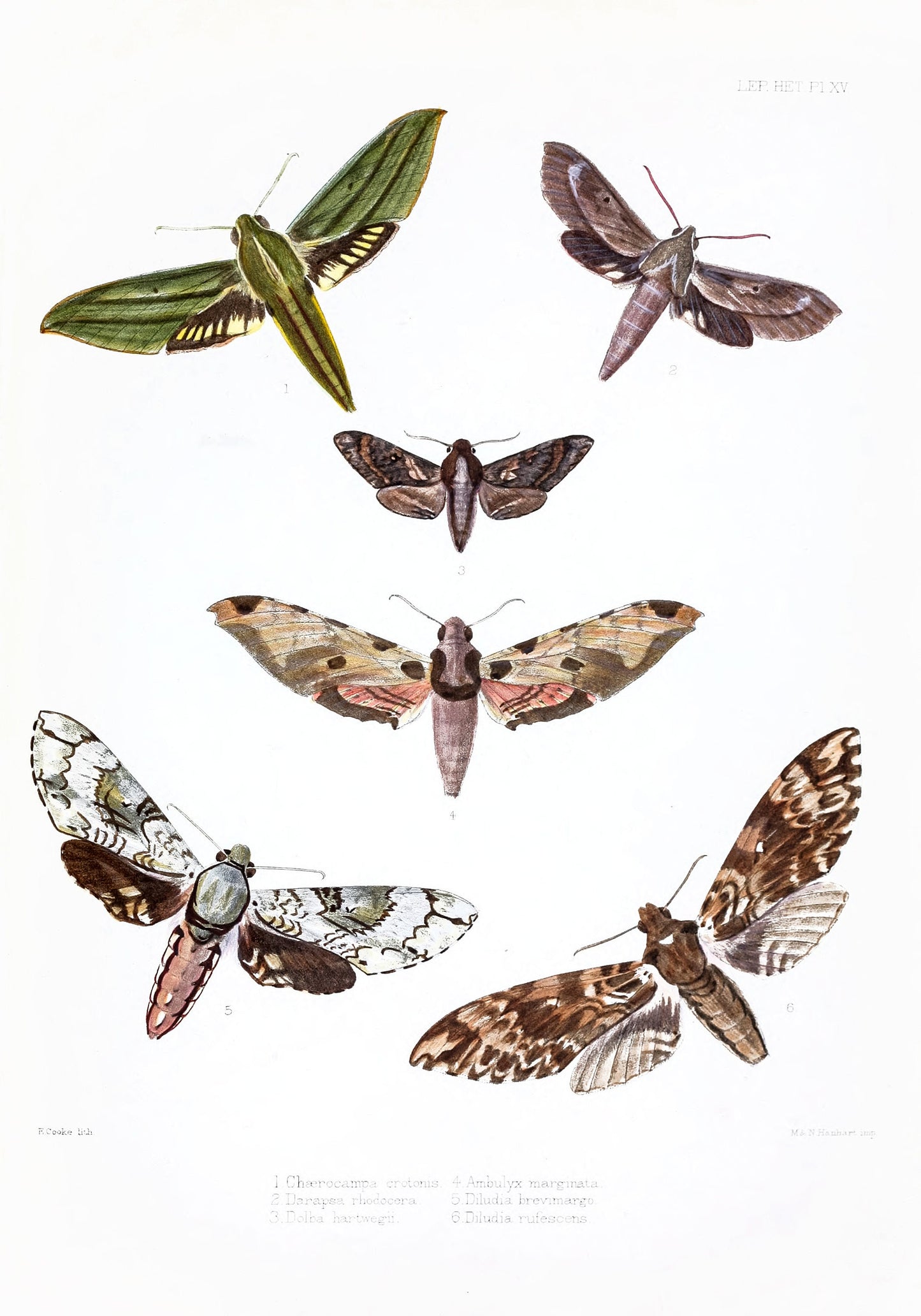 Illustrations of Typical Specimens of Lepidoptera Heterocera [20 Images]