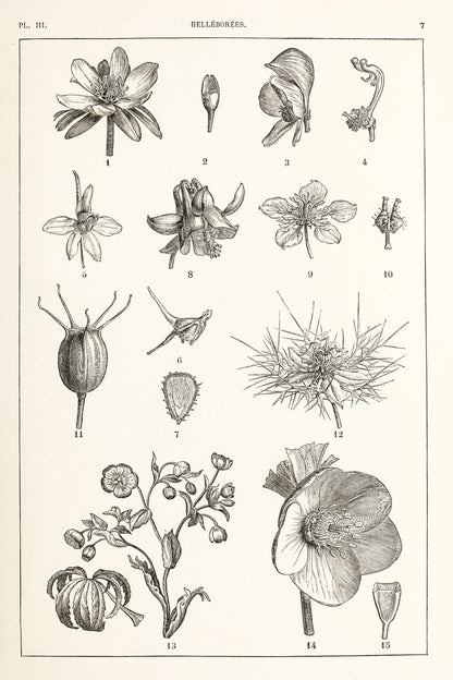 Manual Atlas of Botany Genus Phanerogamous & Cryptogamous Set 1 [98 Images]