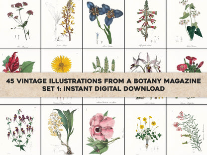 The Floral Cabinet & Magazine of Exotic Botany Set 1 [45 Images]