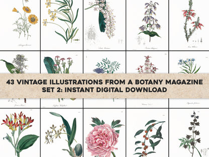 The Floral Cabinet & Magazine of Exotic Botany Set 2 [45 Images]