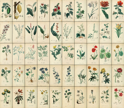 Medical Pharmaceutical Flora Set 1 [100 Images]
