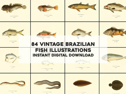 Selected Species of Brazilian Fish [84 Images]