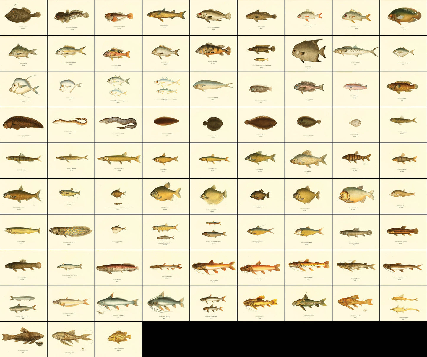 Selected Species of Brazilian Fish [84 Images]