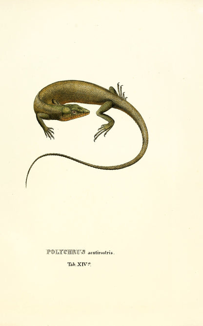 Selected Species of Brazilian Lizards [30 Images]