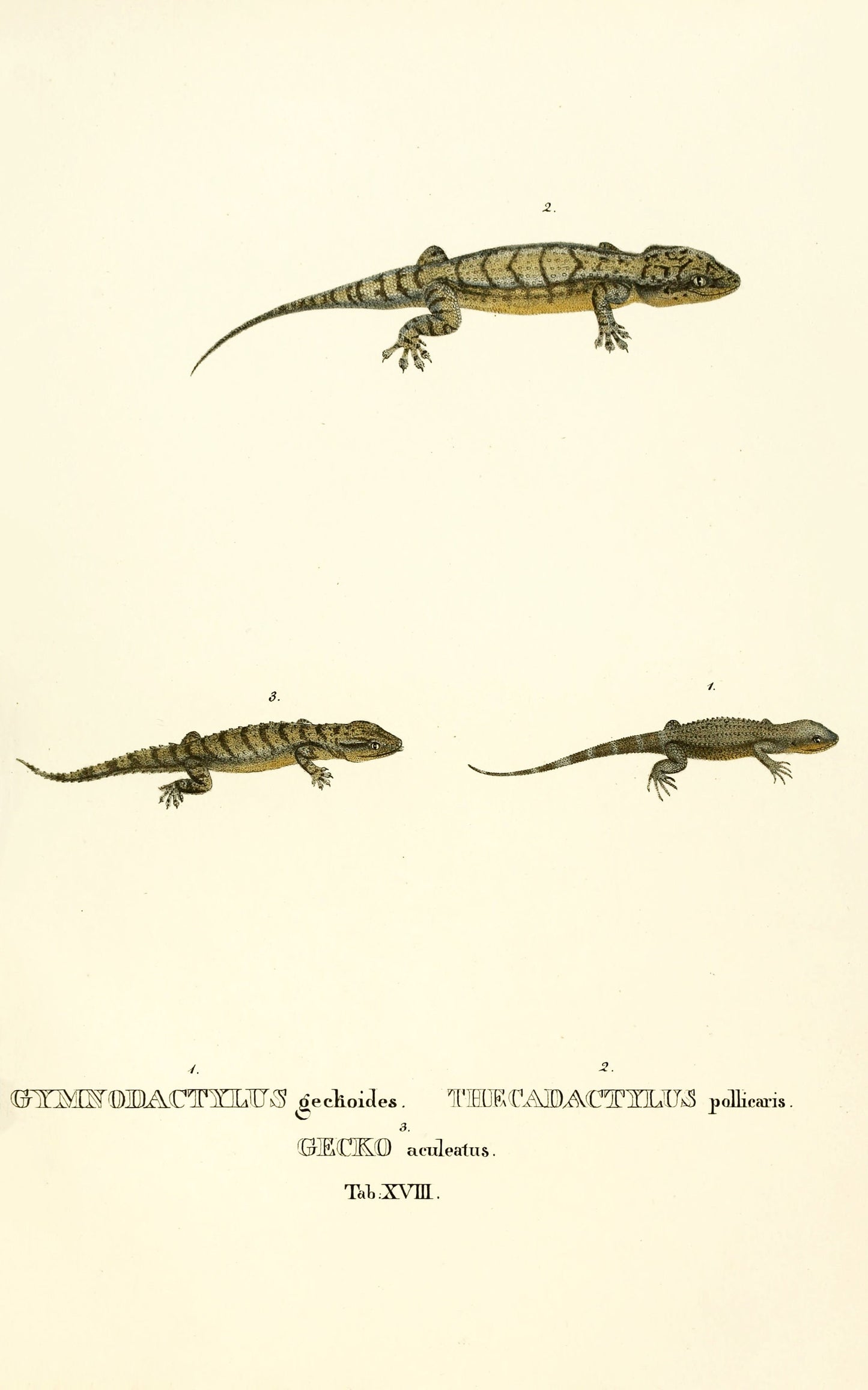 Selected Species of Brazilian Lizards [30 Images]