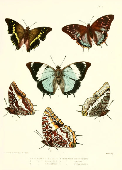 Lepidoptera Exotica [57 Images]