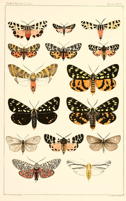 Illustrations of the Zyaeniae & Bombyciae of North America [10 Images]