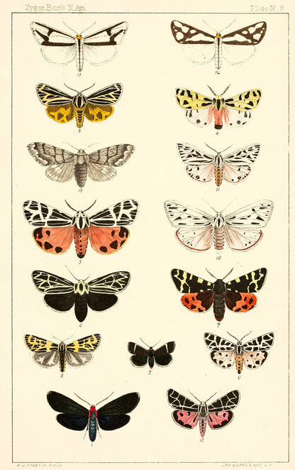 Illustrations of the Zyaeniae & Bombyciae of North America [10 Images]