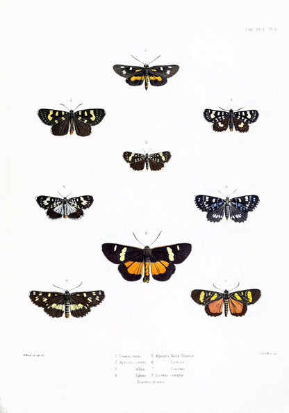 Illustrations of Typical Specimens of Lepidoptera Heterocera [20 Images]