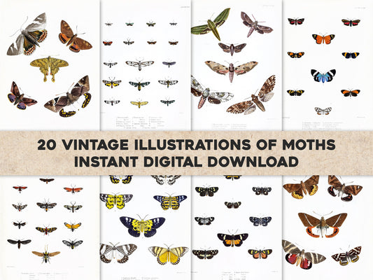 Illustrations of Typical Specimens of Lepidoptera Heterocera [20 Images]