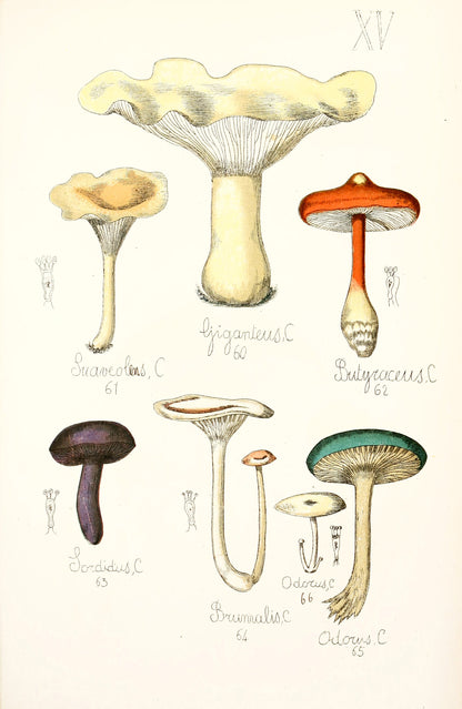Natural History of Edible & Poisonous Fungi [73 Images]