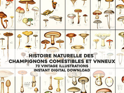 Natural History of Edible & Poisonous Fungi [73 Images]