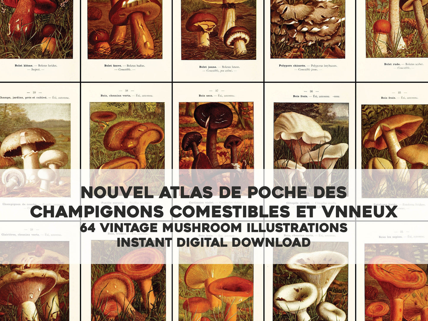 New Pocket Atlas of Edible & Poisonous Mushrooms [64 Images]