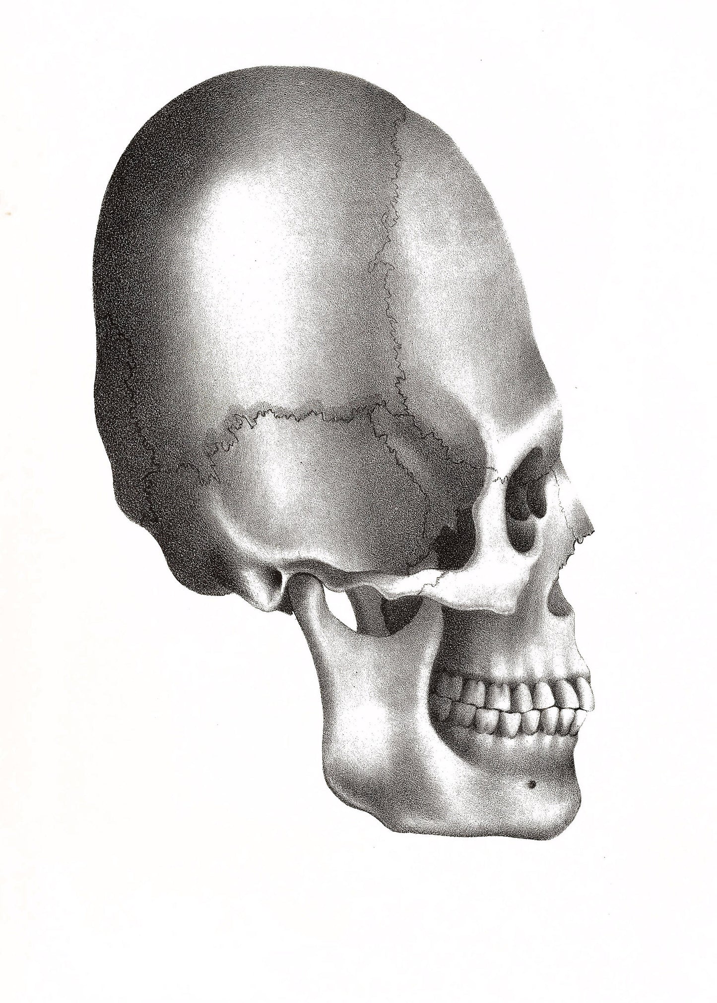 Human Skull Illustrations [53 Images]