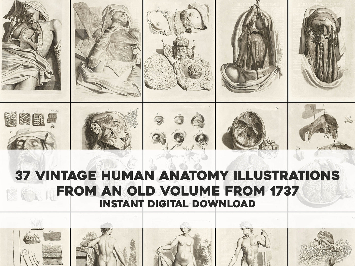 The Anatomy of Human Bodies Drawn After Life Set 1 [37 Images]