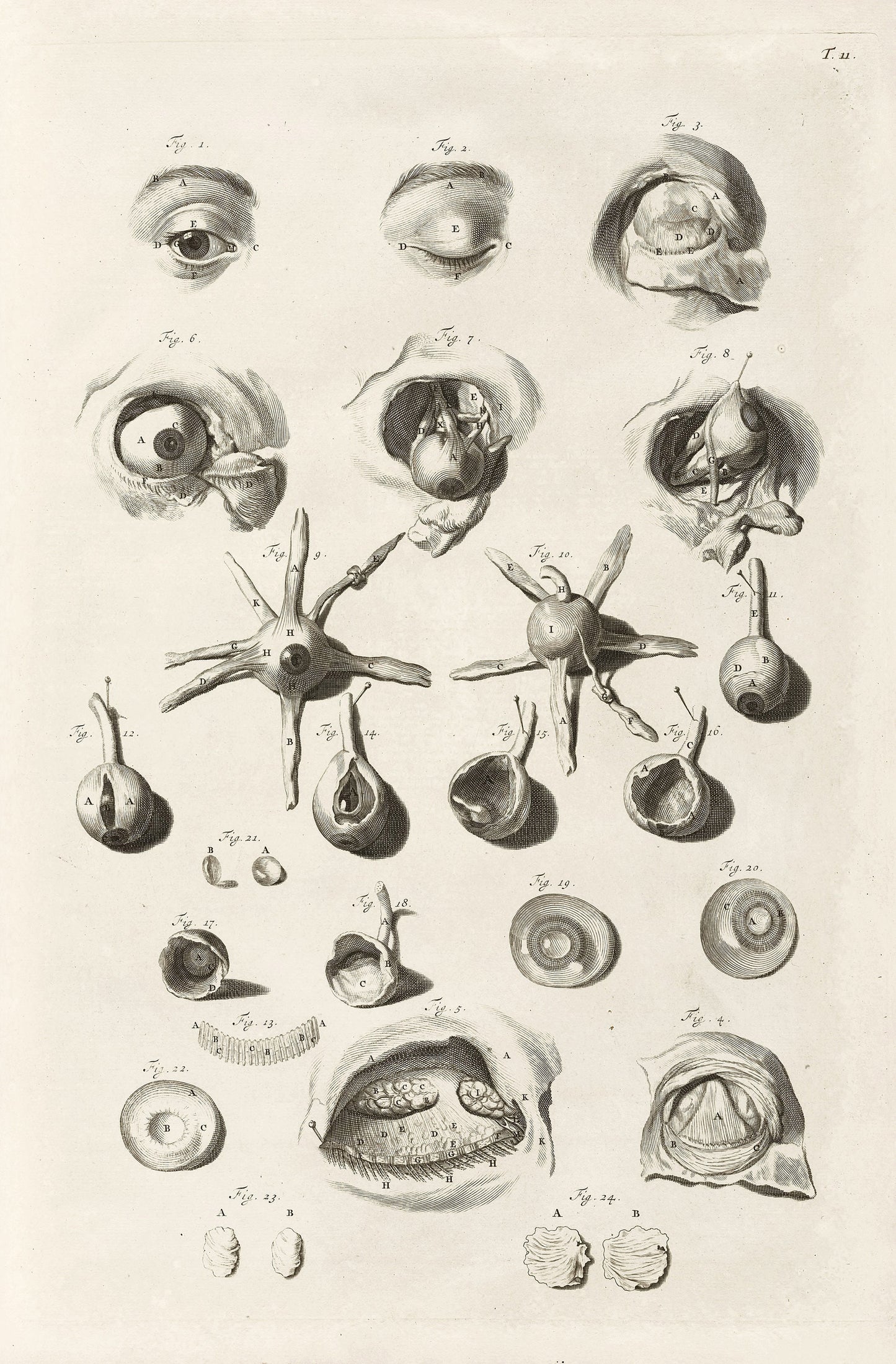 The Anatomy of Human Bodies Drawn After Life Set 1 [37 Images]