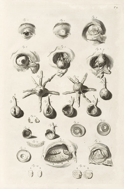 The Anatomy of Human Bodies Drawn After Life Set 1 [37 Images]