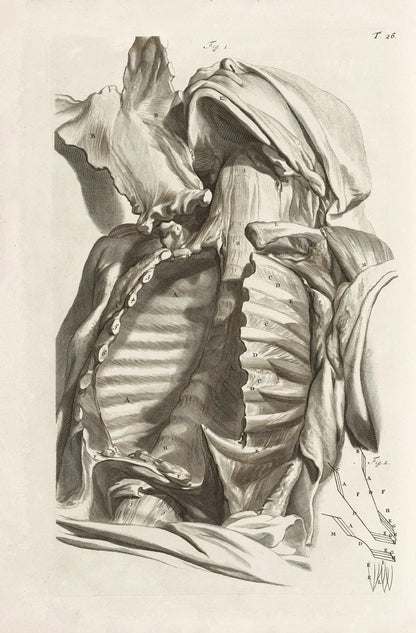 The Anatomy of Human Bodies Drawn After Life Set 1 [37 Images]