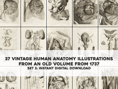 The Anatomy of Human Bodies Drawn After Life Set 2 [37 Images]