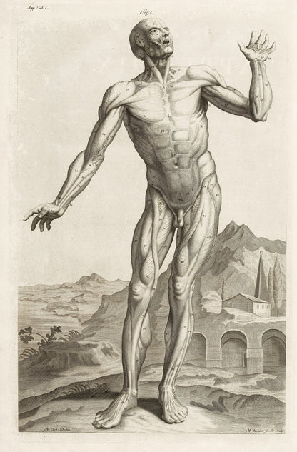 The Anatomy of Human Bodies Drawn After Life Set 3 [37 Images]