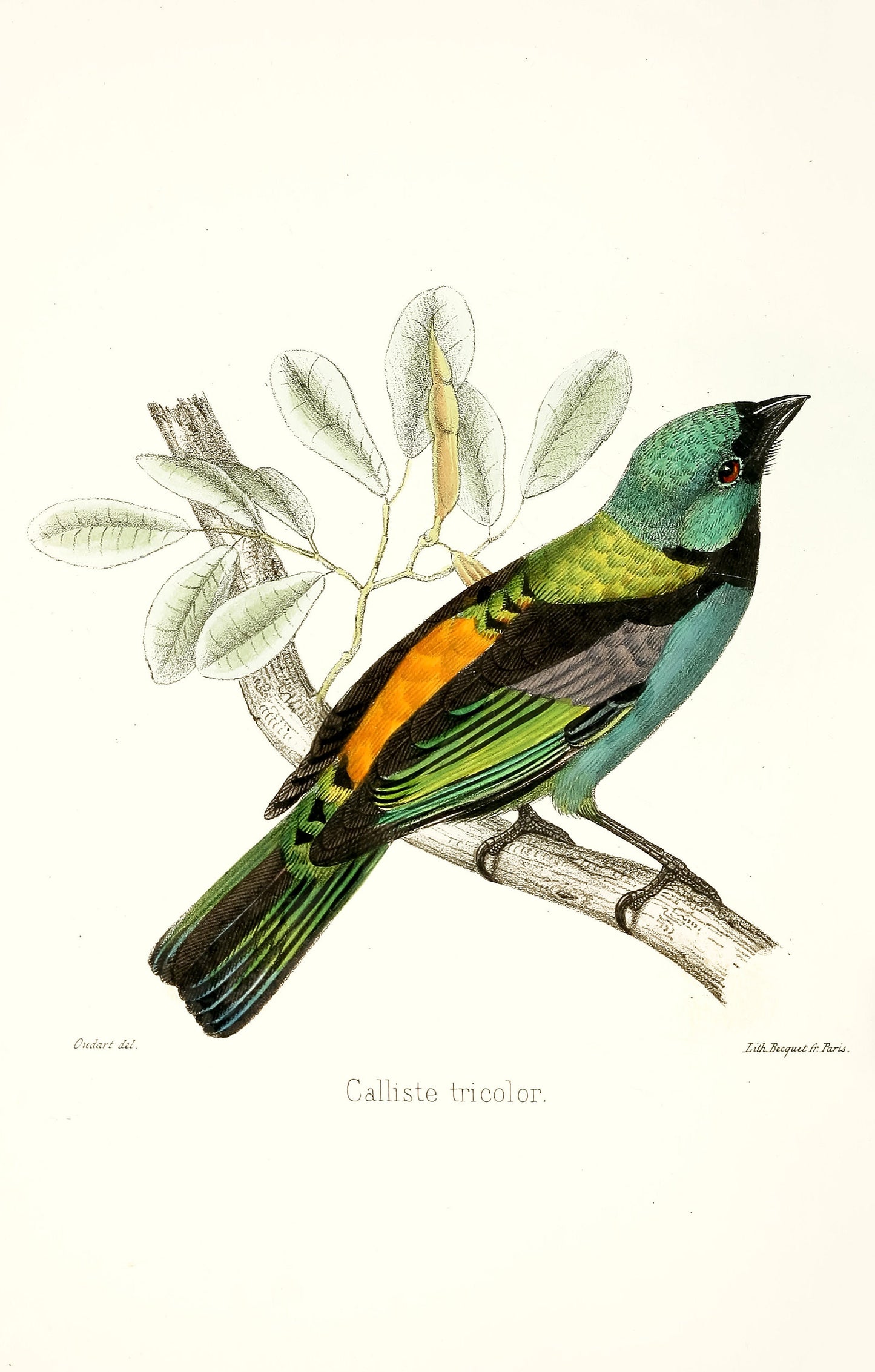 A Monograph of the Tanagrine Genus Calliste Tanagers [44 Images]