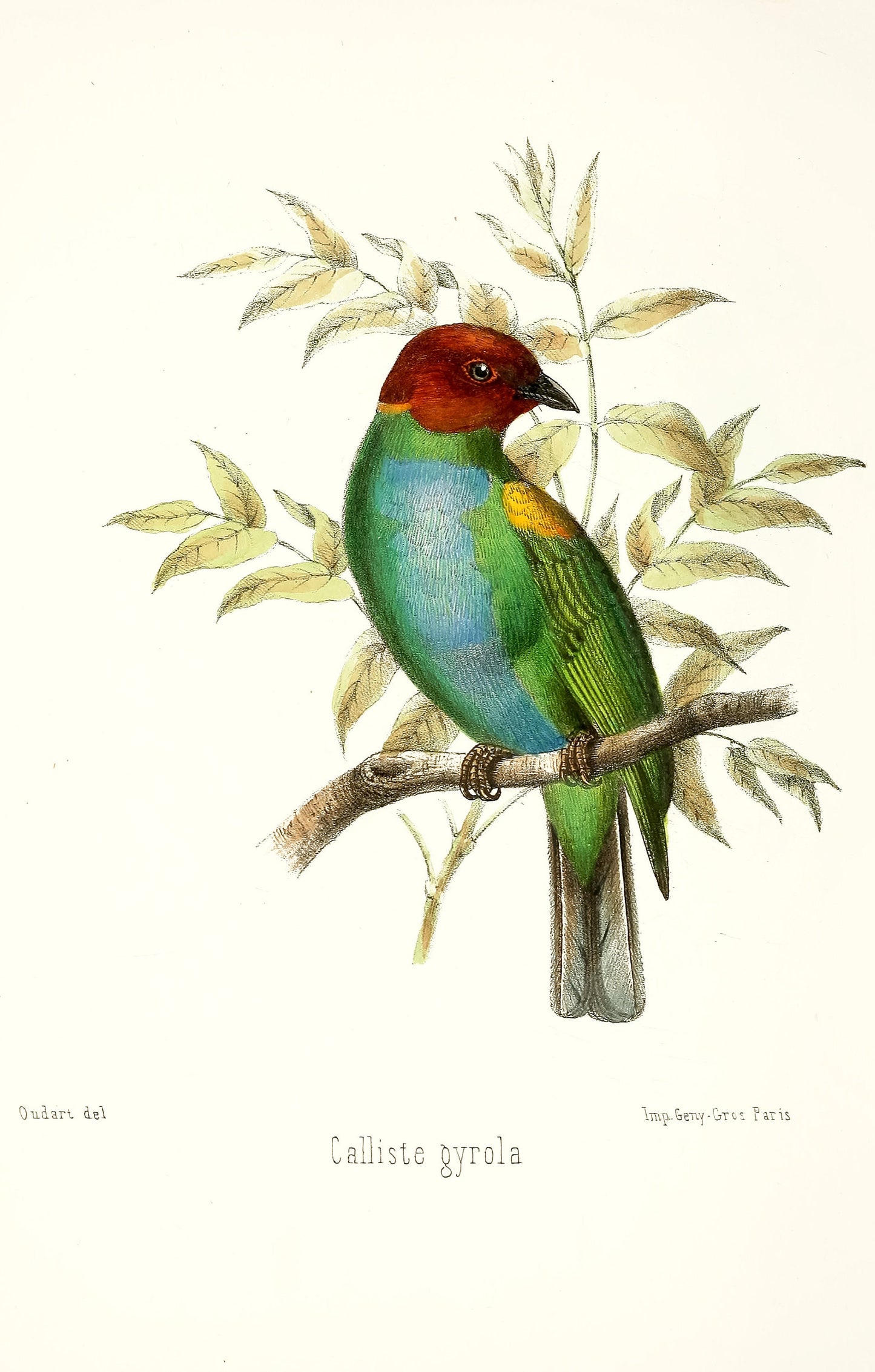 A Monograph of the Tanagrine Genus Calliste Tanagers [44 Images]