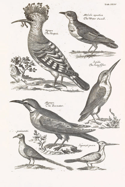 The Ornithology of Francis Willughby [75 Images]