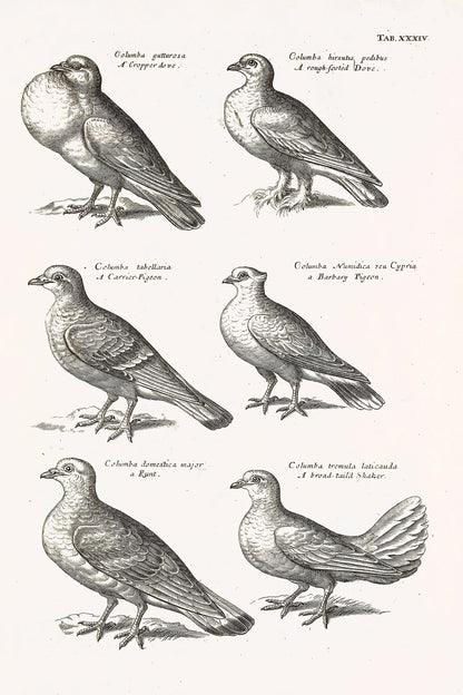 The Ornithology of Francis Willughby [75 Images]