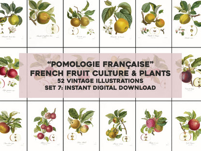 French Pomology Set 7 [52 Images]