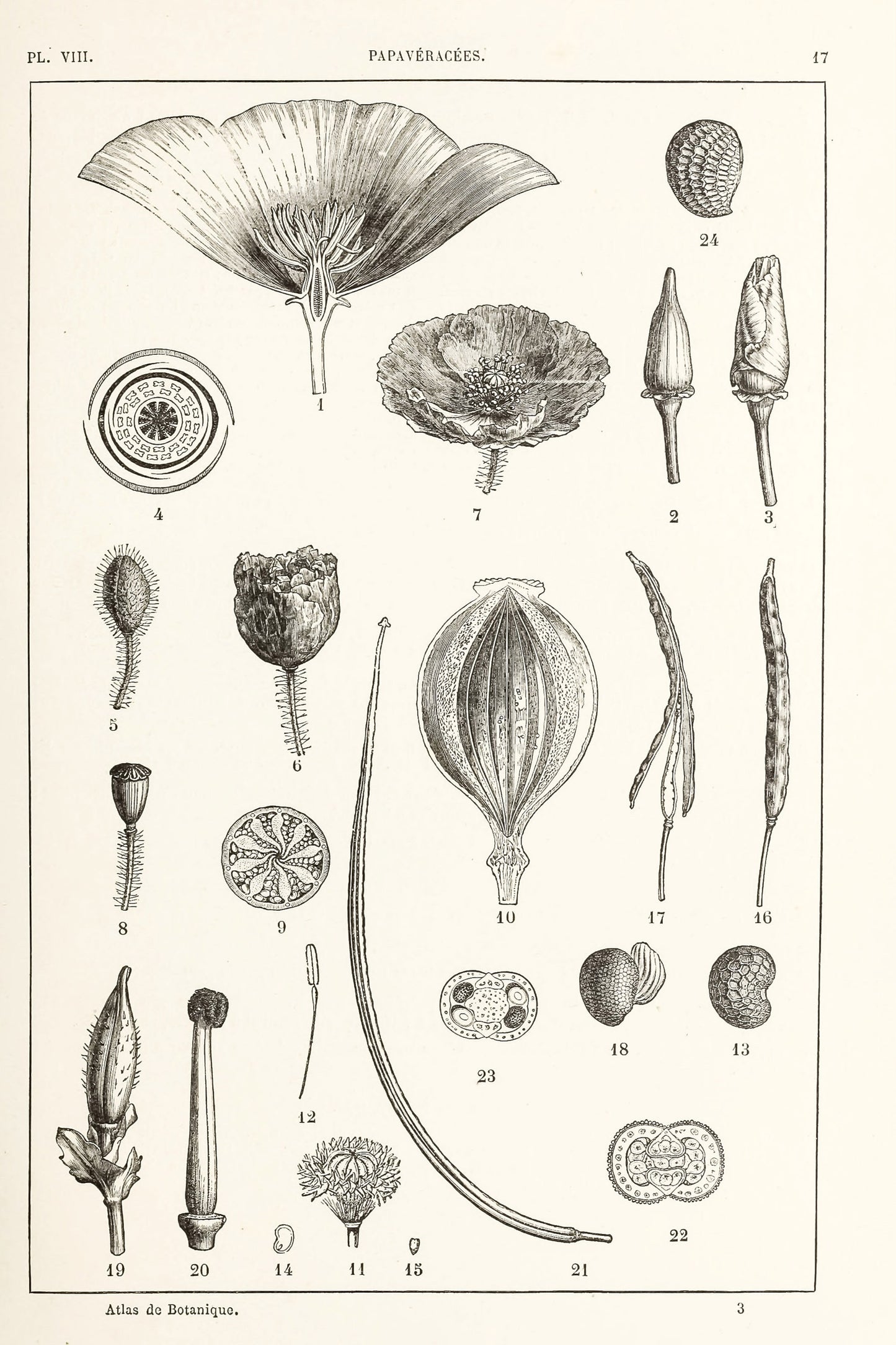 Manual Atlas of Botany Genus Phanerogamous & Cryptogamous Set 1 [98 Images]